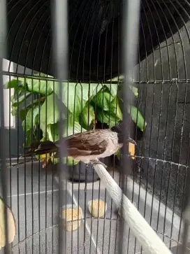 burung kutilang