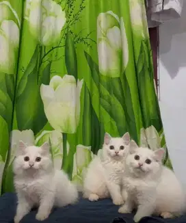 Mix mainecoon X ragdoll