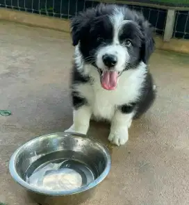 DIJUAL ANJING BORDER COLLIE