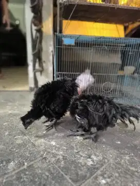 Ayam cemani walik hitam jari 5
