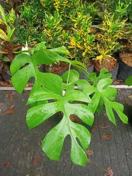 Tanaman Monstera Raphidopora