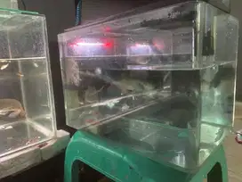 Aquarium bending model baru dipakai arwana