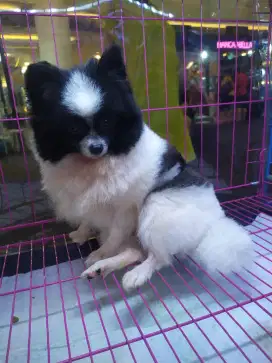 Minipom betina dewasa