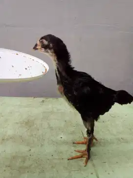 Ayam pitik 2 ekor bk silangan