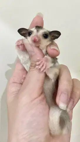 Joey Sugar Glider Mozaic Jinak Total