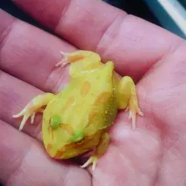 Baby Pacman frog Albino