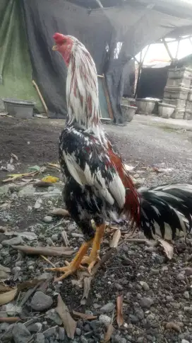 Ayam Bangkok Klasik Memang asyik