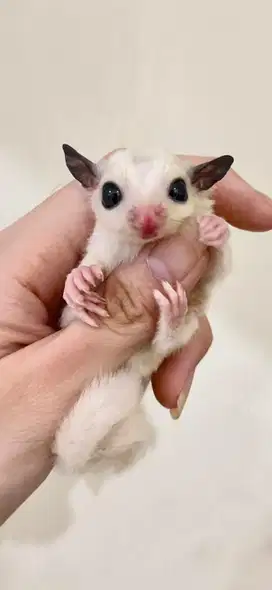 Joey sugar glider platinum mozaic betina