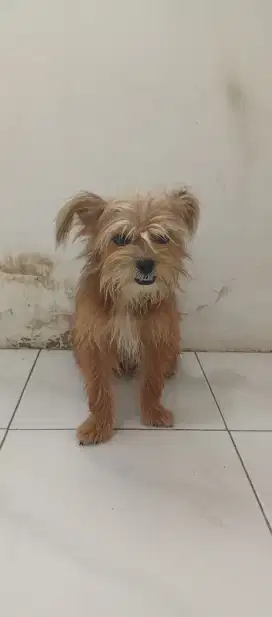 anjing anakan mixshitzu