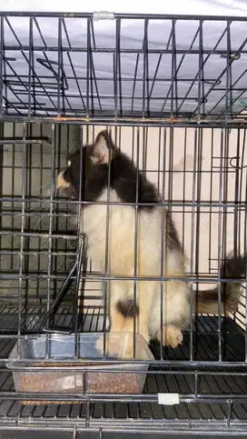 Persia Calico Betina