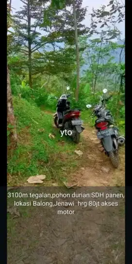 Jual tanah bonus pohon durian lokasi jenawi lt 3100m hrg 80jt nego