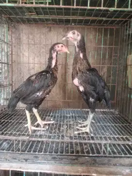 sepasang anakan ayam Bangkok x koy ngon