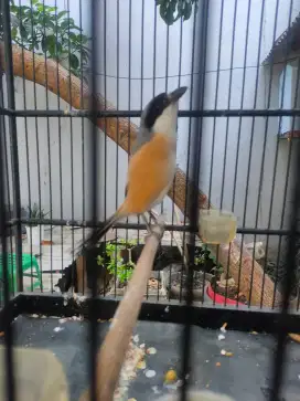 Cendet pentet rajin rumahan