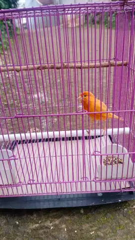 Burung Kenari AF Betina Produksi baru 1 kali