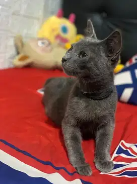 For sale kucing british shorthair russian blue