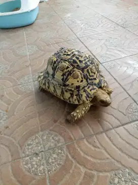 Kura kura pardalis