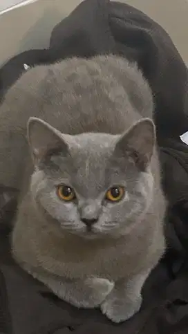 Kucing british shorthair bsh british shorthair