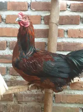 Ayam kampung jago muda
