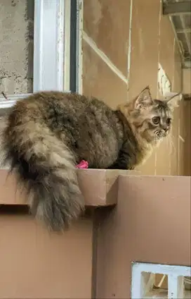 Munchkin betina usia 5 bulan
