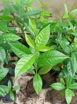 Bibit tanaman daun salam