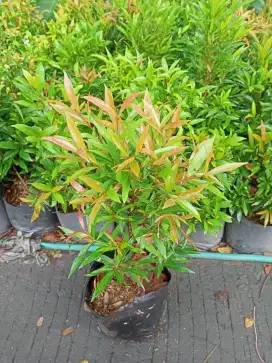 Jual Tanaman Pucuk Merah