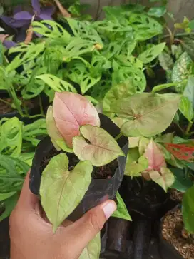 Tanaman Sygonium Alusion