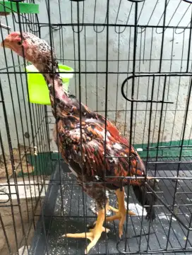 Ayam shamo 3color