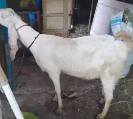 Kambing  PE Senduro Hamil 4 Bulan