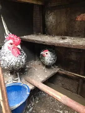 Jual ayam batik italy borongan ada 8 ekor