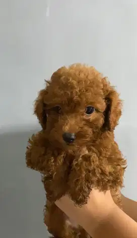 JUAL PUPPY POODLE