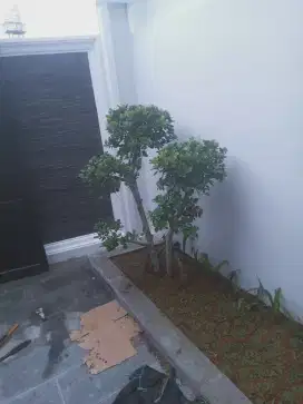 Terima jasa pasang taman