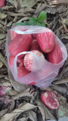 Buah segar, jambu air Jamaika