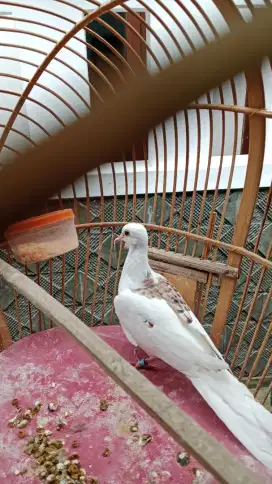 Burung tekukur warna putih blackspot