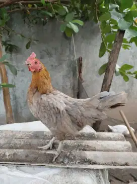Ayam biang kampung
