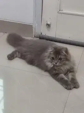 Kucing Persia Jantan