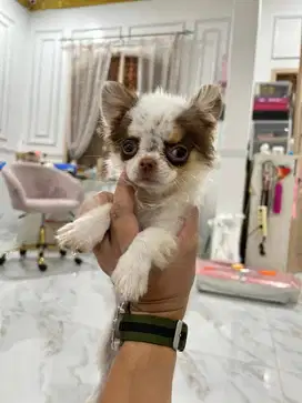 chihuahua tiny longhair ( betina)
