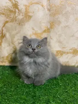 kucing bsh munchkin blue