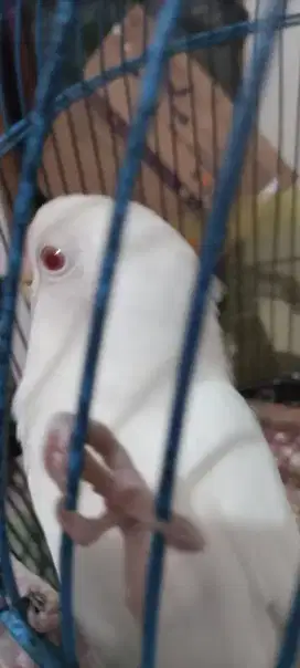 Lovebird albino mata merah