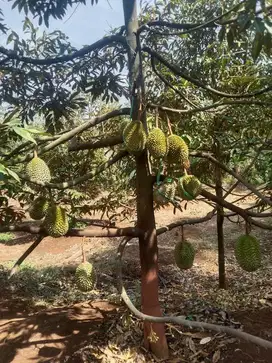Rumah Tanah Kebun Durian Produktif di Pasrepan Purwodadi Pasuruan
