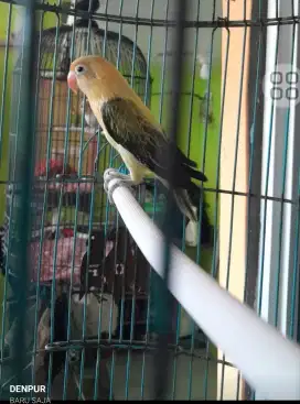 Lovebird jantan biola PB euwing mouve/blue