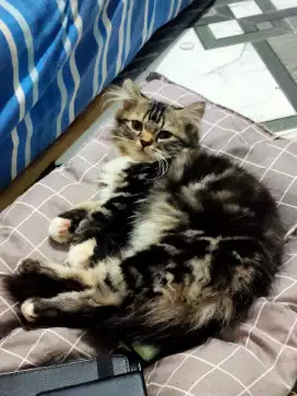 Kucing Persia Medium Jantan