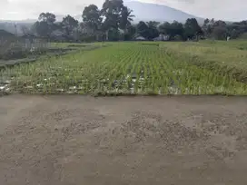 Dijual tanah sawah di Desa Cimande, Kecamatan Caringin, Kab Bogor