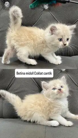 Betina midol ragdoll