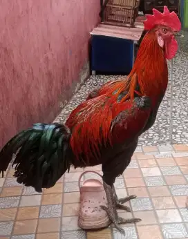 Sepasang ayam pelung siap ternak