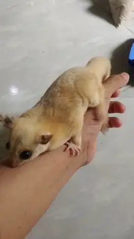 Sugar glider platmoz betina