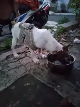 Terkam x lokal buru pitkam besar.