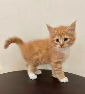 Mainecoon kitten betina