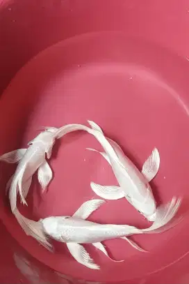 Koi platinum slayer super gondrong