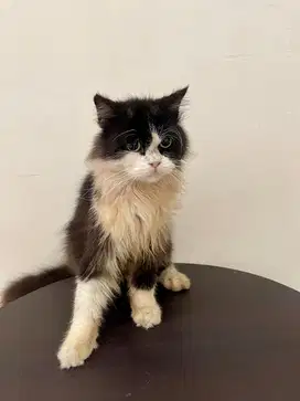 Mainecoon x persia jantan