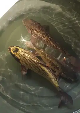Ikan koi paket 3 ekor mukashi gold-midori ginrin-aragoke